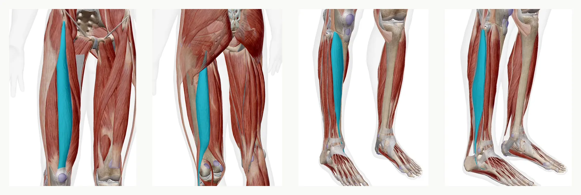 変形性膝関節症