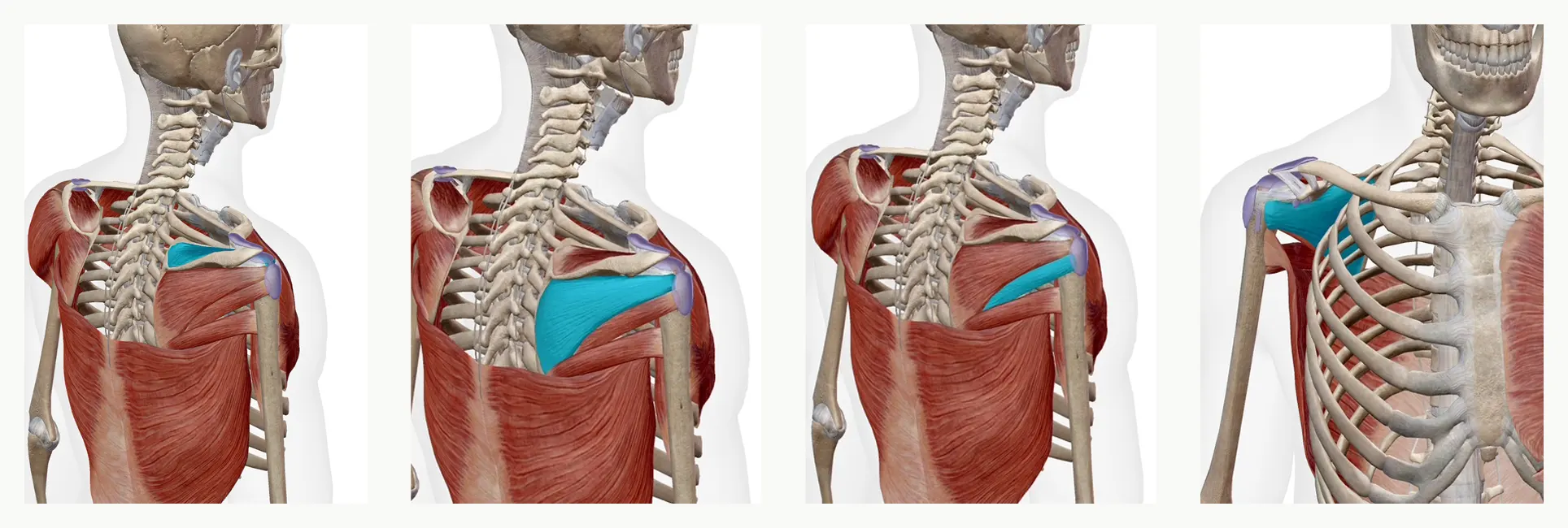 症状の軽減を望める筋肉